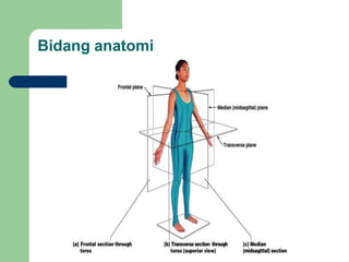 Bidang anatomi
 