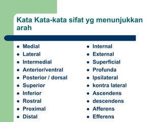 Kata Kata-kata sifat yg menunjukkan
arah
 Medial
 Lateral
 Intermedial
 Anterior/ventral
 Posterior / dorsal
 Superior
 Inferior
 Rostral
 Proximal
 Distal
 Internal
 External
 Superficial
 Profunda
 Ipsilateral
 kontra lateral
 Ascendens
 descendens
 Afferens
 Efferens
 