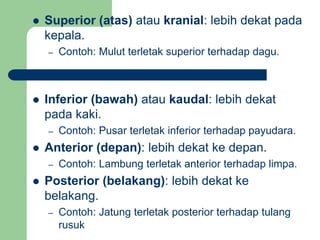  Superior (atas) atau kranial: lebih dekat pada
kepala.
– Contoh: Mulut terletak superior terhadap dagu.
 Inferior (bawah) atau kaudal: lebih dekat
pada kaki.
– Contoh: Pusar terletak inferior terhadap payudara.
 Anterior (depan): lebih dekat ke depan.
– Contoh: Lambung terletak anterior terhadap limpa.
 Posterior (belakang): lebih dekat ke
belakang.
– Contoh: Jatung terletak posterior terhadap tulang
rusuk
 