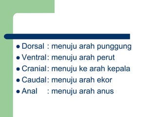  Dorsal : menuju arah punggung
 Ventral: menuju arah perut
 Cranial: menuju ke arah kepala
 Caudal: menuju arah ekor
 Anal : menuju arah anus
 