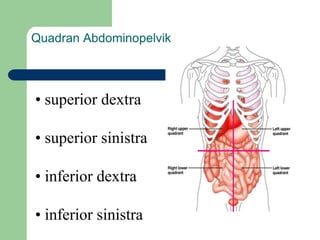 Quadran Abdominopelvik
• superior dextra
• superior sinistra
• inferior dextra
• inferior sinistra
 