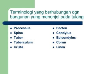 Terminologi yang berhubungan dgn
bangunan yang menonjol pada tulang
 Processus
 Spina
 Tuber
 Tuberculum
 Crista
 Pecten
 Condylus
 Epicondylus
 Cornu
 Linea
 