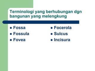 Terminologi yang berhubungan dgn
bangunan yang melengkung
 Fossa
 Fossula
 Fovea
 Focerola
 Sulcus
 Incisura
 
