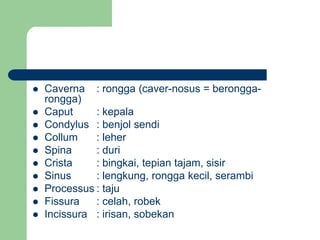  Caverna : rongga (caver-nosus = berongga-
rongga)
 Caput : kepala
 Condylus : benjol sendi
 Collum : leher
 Spina : duri
 Crista : bingkai, tepian tajam, sisir
 Sinus : lengkung, rongga kecil, serambi
 Processus : taju
 Fissura : celah, robek
 Incissura : irisan, sobekan
 