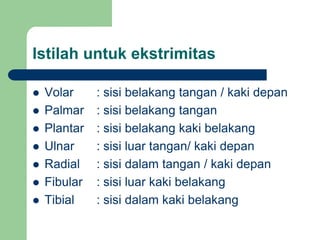 Istilah untuk ekstrimitas
 Volar : sisi belakang tangan / kaki depan
 Palmar : sisi belakang tangan
 Plantar : sisi belakang kaki belakang
 Ulnar : sisi luar tangan/ kaki depan
 Radial : sisi dalam tangan / kaki depan
 Fibular : sisi luar kaki belakang
 Tibial : sisi dalam kaki belakang
 