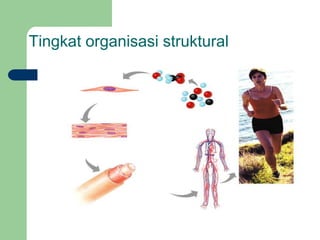 Tingkat organisasi struktural
 