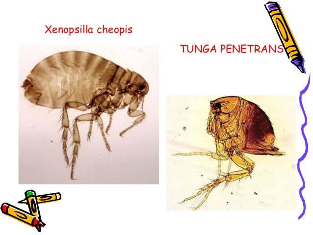 Dasar dasar parasitologi