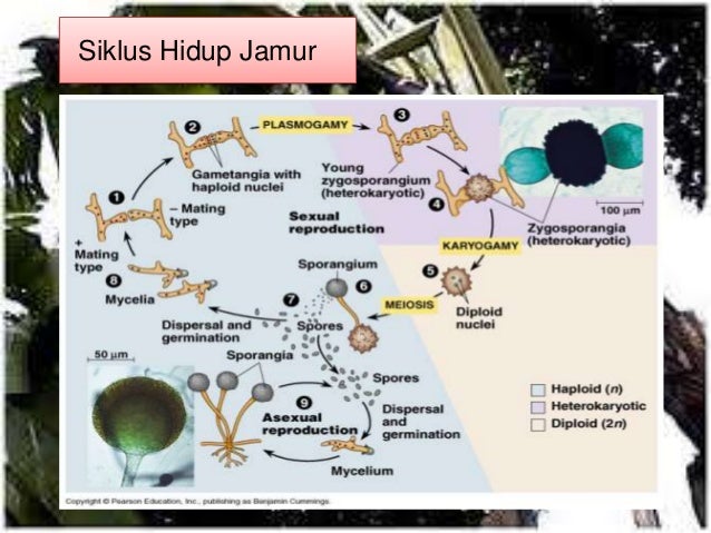 Dasar dasar perlindungan tanaman - penyakit tanaman ( virus,bakteri,j…