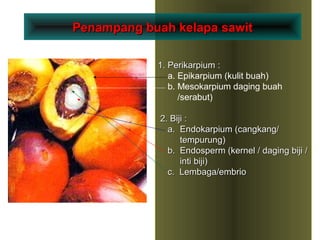 3
1. Perikarpium :1. Perikarpium :
a. Epikarpium (kulit buah)
b. Mesokarpium daging buah
/serabut)
2. Biji :2. Biji :
a. Endokarpium (cangkang/a. Endokarpium (cangkang/
tempurung)tempurung)
b. Endosperm (kernel / daging biji /b. Endosperm (kernel / daging biji /
inti biji)inti biji)
c. Lembaga/embrioc. Lembaga/embrio
Penampang buah kelapa sawitPenampang buah kelapa sawit
 