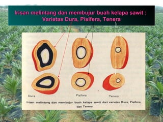 4
Irisan melintang dan membujur buah kelapa sawit :Irisan melintang dan membujur buah kelapa sawit :
Varietas Dura, Pisifera, TeneraVarietas Dura, Pisifera, Tenera
 
