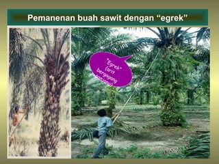 5
Pemanenan buah sawit dengan “egrek”
“Egrek”(arit
bergagang
panjang)
 