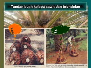 6
Tandan buah kelapa sawit dan brondolanTandan buah kelapa sawit dan brondolan
TandanTandan
ygtelahygtelah
dipanendipanen
Brondolan Brondolan
dikumpulkan dikumpulkan
 