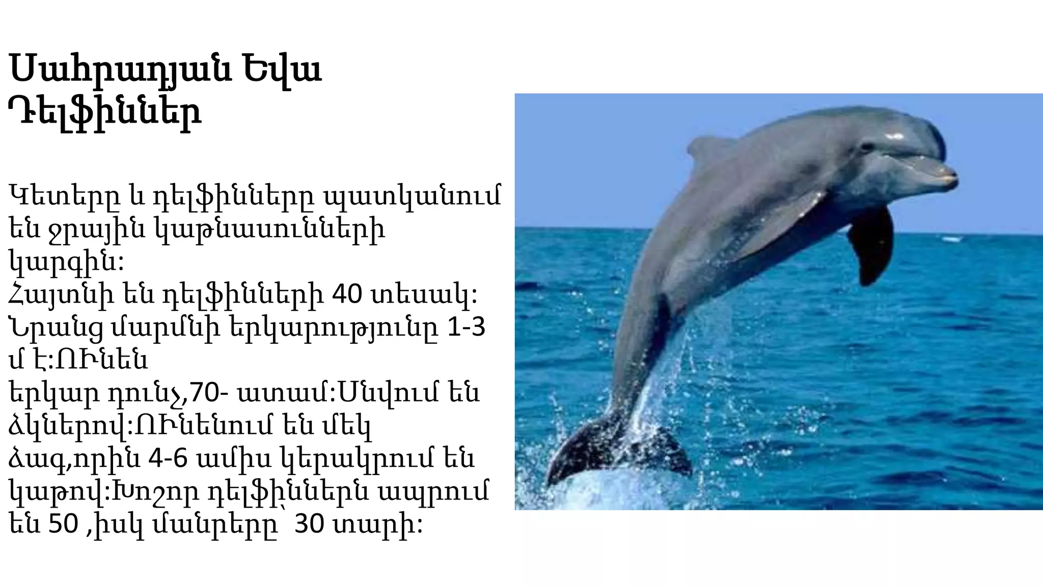 Սահրադյան Եվա
Դելֆիններ
Կետերը և դելֆինները պատկանում
են ջրային կաթնասունների
կարգին:
Հայտնի են դելֆինների 40 տեսակ:
Նրանց մարմնի երկարությունը 1-3
մ է:ՈՒնեն
երկար դունչ,70- ատամ:Սնվում են
ձկներով:ՈՒնենում են մեկ
ձագ,որին 4-6 ամիս կերակրում են
կաթով:Խոշոր դելֆիններն ապրում
են 50 ,իսկ մանրերը՝ 30 տարի:
 