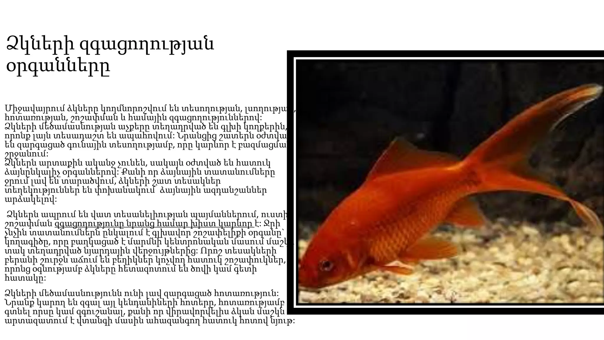 Ձկների զգացողության
օրգանները
Միջավայրում ձկները կողմնորոշվում են տեսողության, լսողության,
հոտառության, շոշափման և համային զգացողություններով:
Ձկների մեծամասնության աչքերը տեղադրված են գլխի կողքերին,
որոնք լայն տեսադաշտ են ապահովում: Նրանցից շատերն օժտված
են զարգացած գունային տեսողությամբ, որը կարևոր է բազմացման
շրջանում:
Ձկներն արտաքին ականջ չունեն, սակայն օժտված են հատուկ
ձայնընկալիչ օրգաններով: Քանի որ ձայնային տատանումները
ջրում լավ են տարածվում, ձկների շատ տեսակներ
տեղեկություններ են փոխանակում՝ ձայնային ազդանշաններ
արձակելով:
Ձկներն ապրում են վատ տեսանելիության պայմաններում, ուստի
շոշափման զգացողությունը նրանց համար խիստ կարևոր է: Ջրի
չնչին տատանումներն ընկալում է գլխավոր շոշափելիքի օրգանը`
կողագիծը, որը բաղկացած է մարմնի կենտրոնական մասում մաշկի
տակ տեղադրված նյարդային վերջույթներից: Որոշ տեսակների
բերանի շուրջն աճում են բեղիկներ կոչվող հատուկ շոշափուկներ,
որոնց օգնությամբ ձկները հետազոտում են ծովի կամ գետի
հատակը:
Ձկների մեծամասնությունն ունի լավ զարգացած հոտառություն:
Նրանք կարող են զգալ այլ կենդանիների հոտերը, հոտառությամբ
գտնել որսը կամ զգուշանալ, քանի որ վիրավորվելիս ձկան մաշկն
արտազատում է վտանգի մասին ահազանգող հատուկ հոտով նյութ:
 