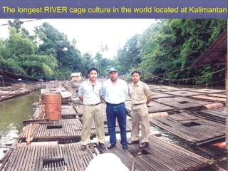 The longest RIVER cage culture in the world located at Kalimantan
 