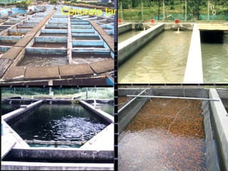 Concrete tank culture
 