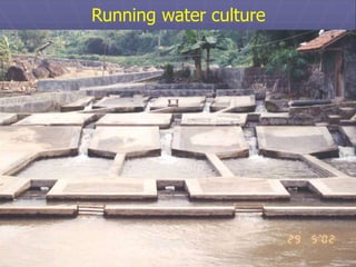 Running water culture
Tilapia
Common carp
 