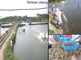 Tambak Udang
 