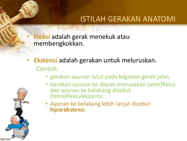 Dasar dan istilah anatomi