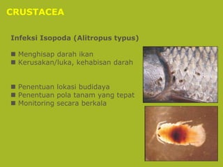 Dasar Dasar Penyakit Ikan penyakit infeksi | PPTX