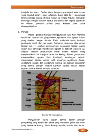 123Direktorat Pembinaan SMK 2013
Dasar Pemeranan
menjalar ke akson. Beribu akson bergabung menjadi satu bundel
yang disebut saraf 1 otak (olfaktori). Saraf otak ke 1 menembus
lamina cribosa tulang ethmoid masuk ke rongga hidung, kemudian
bersinaps dengan neuron tractus olfactorius dan impuls dijalarkan
ke daerah pembau primer pada korteks otak untuk
diinterpretasikan.
d. Peraba
Indera peraba manusia menggunakan kulit. Kulit manusia
terdiri dari lapisan luar yang disebut epidermis dan lapisan dalam
yang disebut dengan dermis. Pada epidermis tedak terdapat
pembuluh darah dan sel saraf. Epidermis tersusun atas empat
lapisan sel, (1) stratum germinativum merupakan lapisan paling
dalam dan berfungsi membentuk lapisan di sebelah atasnya, (2)
adalah stratum granulosum berisi sedikit keratin yang
menyebabkan kulit menjadi keras dan kering. Sel-sel granulosum
menghasilkan pigmen hitam (melanin), kandungan melanin
menentukan derajat warna kulit, misalnya cenderung hitam,
cenderung coklat, dan cenderung kuning, (3) lapisan transparan
yang disebut dengan stratum lusidum, lapisan terluar adalah
lapisan tanduk disebut stratum korneum.
Gambar 56. Indera peraba
Penyusunan utama bagian dermis adalah jaringan
penyokong yang terdiri dari serat yang berwarna putih dan serat
yang berwarna kuning. Serat kuning bersifat elastis atau lentur,
 
