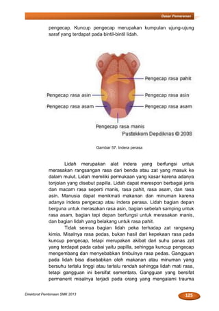 125Direktorat Pembinaan SMK 2013
Dasar Pemeranan
pengecap. Kuncup pengecap merupakan kumpulan ujung-ujung
saraf yang terdapat pada bintil-bintil lidah.
Gambar 57. Indera perasa
Lidah merupakan alat indera yang berfungsi untuk
merasakan rangsangan rasa dari benda atau zat yang masuk ke
dalam mulut. Lidah memiliki permukaan yang kasar karena adanya
tonjolan yang disebut papilla. Lidah dapat merespon berbagai jenis
dan macam rasa seperti manis, rasa pahit, rasa asam, dan rasa
asin. Manusia dapat menikmati makanan dan minuman karena
adanya indera pengecap atau indera perasa. Lidah bagian depan
berguna untuk merasakan rasa asin, bagian sebelah samping untuk
rasa asam, bagian tepi depan berfungsi untuk merasakan manis,
dan bagian lidah yang belakang untuk rasa pahit.
Tidak semua bagian lidah peka terhadap zat rangsang
kimia. Misalnya rasa pedas, bukan hasil dari kepekaan rasa pada
kuncup pengecap, tetapi merupakan akibat dari suhu panas zat
yang terdapat pada cabai yaitu papilla, sehingga kuncup pengecap
mengembang dan menyebabkan timbulnya rasa pedas. Gangguan
pada lidah bisa disebabkan oleh makanan atau minuman yang
bersuhu terlalu tinggi atau terlalu rendah sehingga lidah mati rasa,
tetapi gangguan ini bersifat sementara. Gangguan yang bersifat
permanent misalnya terjadi pada orang yang mengalami trauma
 