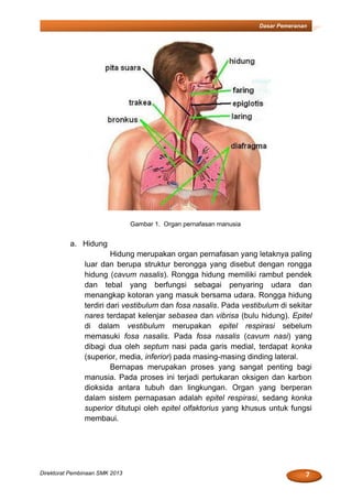 7Direktorat Pembinaan SMK 2013
Dasar Pemeranan
Gambar 1. Organ pernafasan manusia
a. Hidung
Hidung merupakan organ pernafasan yang letaknya paling
luar dan berupa struktur berongga yang disebut dengan rongga
hidung (cavum nasalis). Rongga hidung memiliki rambut pendek
dan tebal yang berfungsi sebagai penyaring udara dan
menangkap kotoran yang masuk bersama udara. Rongga hidung
terdiri dari vestibulum dan fosa nasalis. Pada vestibulum di sekitar
nares terdapat kelenjar sebasea dan vibrisa (bulu hidung). Epitel
di dalam vestibulum merupakan epitel respirasi sebelum
memasuki fosa nasalis. Pada fosa nasalis (cavum nasi) yang
dibagi dua oleh septum nasi pada garis medial, terdapat konka
(superior, media, inferior) pada masing-masing dinding lateral.
Bernapas merupakan proses yang sangat penting bagi
manusia. Pada proses ini terjadi pertukaran oksigen dan karbon
dioksida antara tubuh dan lingkungan. Organ yang berperan
dalam sistem pernapasan adalah epitel respirasi, sedang konka
superior ditutupi oleh epitel olfaktorius yang khusus untuk fungsi
membaui.
 