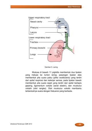 11Direktorat Pembinaan SMK 2013
Dasar Pemeranan
Gambar 5. Laring
Mukosa di bawah 11 piglottis membentuk dua lipatan
yang meluas ke lumen laring, pasangan lipatan atas
membentuk pita suara palsu (plika vestibularis) yang terdiri
dari epitel respirasi dan kelenjar serosa, pada lipatan bawah
membentuk pita suara sejati yang terdiri dari epitel berlapis
gepeng, ligamentum vokalis (serat elastin), dan muskulus
vokalis (otot rangka). Otot muskulus vokalis membantu
terbentuknya suara dengan frekuensi yang berbeda.
 