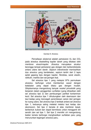 15Direktorat Pembinaan SMK 2013
Dasar Pemeranan
Gambar 8. Alveolus
Pernafasan eksternal adalah pertukaran O2 dan CO2
pada alveolus disekeliling kapiler darah yang dibatasi oleh
membran alveoli-kapiler. Alveolus merupakan struktur
berongga tempat pertukaran gas oksigen dan karbondioksida
antara udara dan darah. Septum interalveolar memisahkan
dua alveolus yang berdekatan, septum terdiri dari 2 lapis
epitel gepeng tipis dengan kapiler, fibroblas, serat elastin,
retikulin, matriks dan sel jaringan ikat.
Sel alveolus tipe 1 yang melapisi 97% permukaan
alveolus, berfungsi untuk membentuk sawar dengan
ketebalan yang dapat dilalui gas dengan mudah.
Sitoplasmanya mengandung banyak vesikel pinositotik yang
berperan dalam penggantian surfaktan (yang dihasilkan oleh
sel alveolus tipe 2) dan pembuangan partikel kontaminan
kecil. Sel alveolus tipe 1 dihubungkan oleh desmosom dan
taut kedap yang mencegah perembesan cairan dari jaringan
ke ruang udara. Sel alveolus tipe 2 terletak antara sel alveolus
tipe 1, keduanya saling melekat melalui taut kedap dan
desmosom. Sel tipe 2 berada di atas membran basal,
berbentuk kuboid dan dapat bermitosis untuk mengganti diri
sendiri dan sel tipe 1. Sel tipe 2 memiliki ciri mengandung
badan lamela berfungsi menghasilkan surfaktan paru yang
menurunkan tegangan alveolus paru.
 