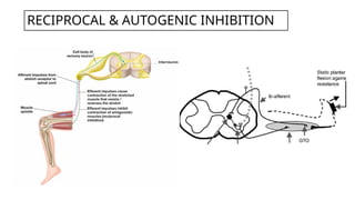 Comprehensive Guide to Proprioceptive Neuromuscular Facilitation (PNF ...