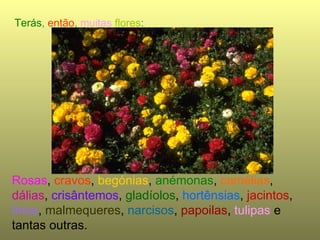 Terás , então , muitas flores : Rosas , cravos , begónias , anémonas , camélias , dálias , crisântemos , gladíolos , hortênsias , jacintos , lírios , malmequeres , narcisos , papoilas , tulipas e tantas outras.