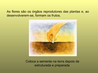 As flores são os órgãos reprodutores das plantas e, ao desenvolverem-se, formam os frutos. Coloca a semente na terra depois de estruturada e preparada