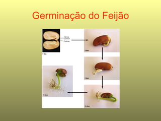 Germinação do Feijão