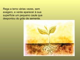 Rega a terra várias vezes, sem exagero, e verás aparecer à sua superfície um pequeno caule que despontou do grão de semente.