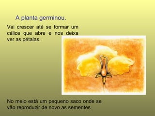 No meio está um pequeno saco onde se vão reproduzir de novo as sementes A planta germinou. Vai crescer até se formar um cálice que abre e nos deixa ver as pétalas.
