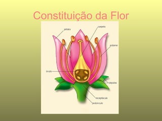 Constituição da Flor