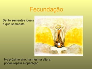 Fecundação Serão sementes iguais à que semeaste. No próximo ano, na mesma altura, podes repetir a operação