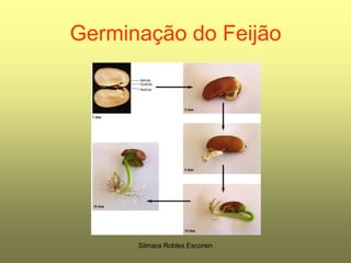 Germinação do FeijãoSilmara Robles Escorsin