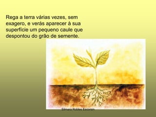 Rega a terra várias vezes, sem exagero, e verás aparecer à sua superfície um pequeno caule que despontou do grão de semente.Silmara Robles Escorsin