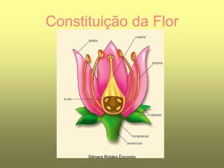 Constituição da FlorSilmara Robles Escorsin