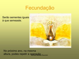 FecundaçãoSerão sementes iguais à que semeaste.No próximo ano, na mesma altura, podes repetir a operaçãoSilmara Robles Escorsin