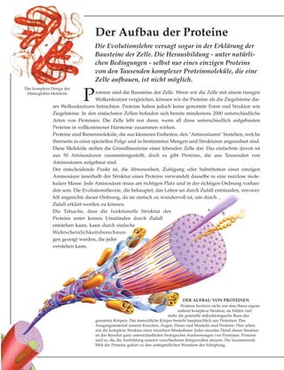 Proteine sind die Bausteine der Zelle. Wenn wir die Zelle mit einem riesigen
Wolkenkratzer vergleichen, können wir die Proteine als die Ziegelsteine die-
ses Wolkenkratzers betrachten. Proteine haben jedoch keine genormte Form und Struktur wie
Ziegelsteine. In den einfachsten Zellen befinden sich bereits mindestens 2000 unterschiedliche
Arten von Proteinen. Die Zelle lebt nur dann, wenn all diese unterschiedlich aufgebauten
Proteine in vollkommener Harmonie zusammen wirken.
Proteine sind Riesenmoleküle, die aus kleineren Einheiten, den "Aminosäuren" bestehen, welche
ihrerseits in einer speziellen Folge und in bestimmten Mengen und Strukturen angeordnet sind.
Diese Moleküle stellen die Grundbausteine einer lebenden Zelle dar. Das einfachste davon ist
aus 50 Aminosäuren zusammengestellt, doch es gibt Proteine, die aus Tausenden von
Aminosäuren aufgebaut sind.
Der entscheidende Punkt ist, die Abwesenheit, Zufügung oder Substitution einer einzigen
Aminosäure innerhalb der Struktur eines Proteins verwandelt dasselbe in eine nutzlose mole-
kulare Masse. Jede Aminosäure muss am richtigen Platz und in der richtigen Ordnung vorhan-
den sein. Die Evolutionstheorie, die behauptet, das Leben sei durch Zufall entstanden, verzwei-
felt angesichts dieser Ordnung, da sie einfach zu wundervoll ist, um durch
Zufall erklärt werden zu können.
Die Tatsache, dass die funktionelle Struktur des
Proteins unter keinen Umständen durch Zufall
entstehen kann, kann durch einfache
Wahrscheinlichkeitsberechnun-
gen gezeigt werden, die jeder
verstehen kann.
Die Evolutionslehre versagt sogar in der Erklärung der
Bausteine der Zelle. Die Herausbildung - unter natürli-
chen Bedingungen - selbst nur eines einzigen Proteins
von den Tausenden komplexer Proteinmoleküle, die eine
Zelle aufbauen, ist nicht möglich.
Der Aufbau der Proteine
DER AUFBAU VON PROTEINEN
Proteine besitzen nicht nur eine ihnen eigene
äußerst komplexe Struktur, sie bilden viel-
mehr die generelle mikrobiologische Basis des
gesamten Körpers. Der menschliche Körper besteht hauptsächlich aus Proteinen. Das
Ausgangsmaterial unserer Knochen, Augen, Haare und Muskeln sind Proteine. Hier sehen
wir die komplexe Struktur einer einzelnen Muskelfaser. Jedes einzelne Detail dieser Struktur
ist das Resultat ganz unterschiedlicher biologischer Ausformungen von Proteinen. Proteine
sind es, die die Ausbildung unserer verschiedenen Körperzellen steuern. Die faszinierende
Welt der Proteine gehört zu den unbegreiflichen Wundern der Schöpfung.
Das komplexe Design des
Hämoglobin-Moleküls
 