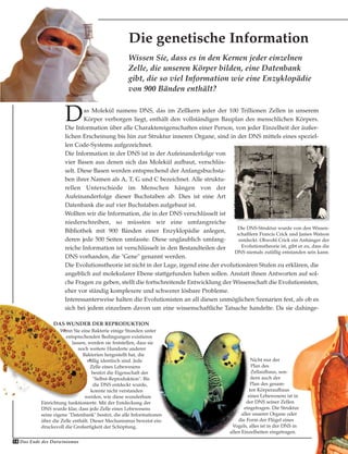 Das Ende des Darwinismus14
Das Molekül namens DNS, das im Zellkern jeder der 100 Trillionen Zellen in unserem
Körper verborgen liegt, enthält den vollständigen Bauplan des menschlichen Körpers.
Die Information über alle Charaktereigenschaften einer Person, von jeder Einzelheit der äußer-
lichen Erscheinung bis hin zur Struktur inneren Organe, sind in der DNS mittels eines speziel-
len Code-Systems aufgezeichnet.
Die Information in der DNS ist in der Aufeinanderfolge von
vier Basen aus denen sich das Molekül aufbaut, verschlüs-
selt. Diese Basen werden entsprechend der Anfangsbuchsta-
ben ihrer Namen als A, T, G und C bezeichnet. Alle struktu-
rellen Unterschiede im Menschen hängen von der
Aufeinanderfolge dieser Buchstaben ab. Dies ist eine Art
Datenbank die auf vier Buchstaben aufgebaut ist.
Wollten wir die Information, die in der DNS verschlüsselt ist
niederschreiben, so müssten wir eine umfangreiche
Bibliothek mit 900 Bänden einer Enzyklopädie anlegen,
deren jede 500 Seiten umfasste. Diese unglaublich umfang-
reiche Information ist verschlüsselt in den Bestandteilen der
DNS vorhanden, die "Gene" genannt werden.
Die Evolutionstheorie ist nicht in der Lage, irgend eine der evolutionären Stufen zu erklären, die
angeblich auf molekularer Ebene stattgefunden haben sollen. Anstatt ihnen Antworten auf sol-
che Fragen zu geben, stellt die fortschreitende Entwicklung der Wissenschaft die Evolutionisten,
eher vor ständig komplexere und schwerer lösbare Probleme.
Interessanterweise halten die Evolutionisten an all diesen unmöglichen Szenarien fest, als ob es
sich bei jedem einzelnen davon um eine wissenschaftliche Tatsache handelte. Da sie dahinge-
Wissen Sie, dass es in den Kernen jeder einzelnen
Zelle, die unseren Körper bilden, eine Datenbank
gibt, die so viel Information wie eine Enzyklopädie
von 900 Bänden enthält?
Die genetische Information
DAS WUNDER DER REPRODUKTION
Wenn Sie eine Bakterie einige Stunden unter
entsprechenden Bedingungen existieren
lassen, werden sie feststellen, dass sie
noch weitere Hunderte anderer
Bakterien hergestellt hat, die
völlig identisch sind. Jede
Zelle eines Lebewesens
besitzt die Eigenschaft der
"Selbst-Reproduktion". Bis
die DNS entdeckt wurde,
konnte nicht verstanden
werden, wie diese wunderbare
Einrichtung funktionierte. Mit der Entdeckung der
DNS wurde klar, dass jede Zelle eines Lebewesens
seine eigene "Datenbank" besitzt, die alle Informationen
über die Zelle enthält. Dieser Mechanismus beweist ein-
drucksvoll die Großartigkeit der Schöpfung.
Nicht nur der
Plan des
Zellaufbaus, son-
dern auch der
Plan des gesam-
ten Körperaufbaus
eines Lebewesens ist in
der DNS seiner Zellen
eingetragen. Die Struktur
aller unserer Organe oder
die Form der Flügel eines
Vogels, alles ist in der DNS in
allen Einzelheiten eingetragen.
Die DNS-Struktur wurde von den Wissen-
schaftlern Francis Crick und James Watson
entdeckt. Obwohl Crick ein Anhänger der
Evolutionstheorie ist, gibt er zu, dass die
DNS niemals zufällig entstanden sein kann.
 