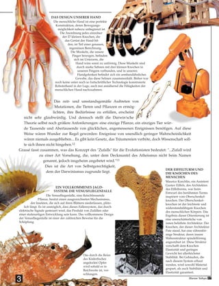 Das zeit- und umstandsgemäße Auftreten von
Mutationen, die Tieren und Pflanzen es ermög-
lichten, ihre Bedürfnisse zu erfüllen, erscheint
nicht sehr glaubwürdig. Und dennoch stellt die Darwin'sche
Theorie selbst noch größere Anforderungen: eine einzige Pflanze, ein einziges Tier wür-
de Tausende und Abertausende von glücklichen, angemessenen Ereignissen benötigen. Auf diese
Weise wären Wunder zur Regel geworden: Ereignisse von unendlich geringer Wahrscheinlichkeit
wären niemals ausgeblieben... Es gibt kein Gesetz, das Träumereien verböte, doch Wissenschaft soll-
te sich ihnen nicht hingeben.12
Grassé fasst zusammen, was das Konzept des "Zufalls" für die Evolutionisten bedeutet: "...Zufall wird
zu einer Art Vorsehung, die, unter dem Deckmantel des Atheismus nicht beim Namen
genannt, jedoch insgeheim angebetet wird."13
Dies ist die Art von Selbstgerechtigkeit,
dem der Darwinismus zugrunde liegt.
3
EIN VOLLKOMMENES JAGD-
SYSTEM: DIE VENUSFLIEGENFALLE
Die Venusfliegenfalle, eine fleischfressende
Pflanze, besitzt einen ausgezeichneten Mechanismus,
der Insekten, die sich auf ihren Blättern niederlassen, plötz-
lich fängt. Es ist unmöglich, dass dieses Fallensystem, das durch
elektrische Signale gesteuert wird, das Produkt von Zufällen oder
einer stufenartigen Entwicklung sein kann. Das vollkommene Design
der Venusfliegenfalle ist einer der zahlreichen Beweise für die
Schöpfung.
DAS DESIGN UNSERER HAND
Die menschliche Hand ist eine perfekte
Konstruktion, deren Bewegungs-
möglichkeit nahezu unbegrenzt ist.
Die Anordnung jedes einzelner
der 27 kleinen Knochen, die
das Gerüst der Hand bil-
den, ist Teil einer genauen,
ingeniösen Berechnung.
Die Muskeln, die unsere
Finger bewegen, befinden
sich im Unterarm, die
Hand wäre sonst zu unförmig. Diese Muskeln sind
durch starke Sehnen mit drei kleinen Knochen in
unseren Fingern verbunden, und in unseren
Handgelenken befindet sich ein armbandähnliches
Gewebe, das diese Sehnen zusammenhält. Bisher war
noch keine unter noch so fortschrittlicher Technologie konstruierte
Roboterhand in der Lage, auch nur annähernd die Fähigkeiten der
menschlichen Hand nachzuahmen.
DER EIFFELTURM UND
DIE KNOCHEN DES
MENSCHEN
Maurice Koechlin, ein Assistent
Gustav Eiffels, des Architekten
des Eiffelturms, war beim
Entwurf des berühmten Turms
inspiriert vom Oberschenkel-
knochen. Der Oberschenkel-
knochen ist der leichteste und
widerstandsfähigste Knochen
des menschlichen Körpers. Das
Ergebnis dieser Orientierung ist
eine unerschütterliche von
innen belüftete Architektur. Der
Knochen, der dieser Architektur
Pate stand, hat eine röhrenför-
mige Struktur, deren innere
Wabenstruktur spindelförmig
angeordnet ist. Diese Struktur
verschafft dem Knochen
Elastizität und geringes
Gewicht bei allerhöchster
Stabilität. Bei Gebäuden, die
nach diesem System erbaut
werden, wird sowohl Material
gespart, als auch Stabilität und
Elastizität garantiert.
Das durch die Reize
des Köderfisches
angelockte Opfer
wird sobald es in
Reichweite ist, ver-
schlungen.
17Harun Yahya
 
