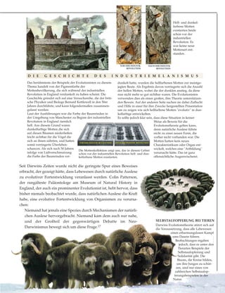 dunkelt hatte, wurden die hellfarbenen Motten zur meistge-
jagten Beute. Als Ergebnis davon verringerte sich die Anzahl
der hellen Motten, wobei die der dunklen anstieg, da diese
nun nicht mehr so gut sichtbar waren. Die Evolutionisten
verwenden dies als einen großen, ihre Theorie unterstützen-
den Beweis. Auf der anderen Seite suchen sie dabei Zuflucht
und Hilfe in einer für ihre Zwecke hergestellten Präsentation
um zu zeigen wie sich hellfarbene Motten "evolutiv" in dun-
kelfarbige entwickelten.
Es sollte jedoch klar sein, dass diese Situation in keiner
Weise als Beweis für die
Evolutionstheorie gelten kann,
denn natürliche Auslese führte
nicht zu einer neuen Form, die
vorher nicht vorhanden war. Die
Motten hatten kein neues
Charakteristikum oder Organ ent-
wickelt, welches eine "Artbildung"
verursacht hätte. Das ist ganz
offensichtliche Augenwischerei.
Das berühmteste der Beispiele der Evolutionisten zu diesem
Thema handelt von der Pigmentfarbe der
Mottenbevölkerung, die sich während der industriellen
Revolution in England verdunkelt zu haben scheint. Die
Geschichte gründet sich auf eine Versuchsreihe, die der briti-
sche Physiker und Biologe Bernard Kettlewell in den 50er
Jahren durchführte, und kann folgendermaßen zusammen-
gefasst werden:
Laut der Ausführungen war die Farbe der Baumrinden in
der Umgebung von Manchester zu Beginn der industriellen
Revolution in England ziemlich
hell. Aus diesem Grund waren
dunkelfarbige Motten die sich
auf diesen Bäumen niederließen
leicht sichtbar für die Vögel die
sich an ihnen nährten, und hatten
somit verringerte Überleben-
schancen. Als sich nach 50 Jahren
infolge von Luftverschmutzung
die Farbe der Baumrinden ver-
Hell- und dunkel-
farbene Motten
existierten beide
schon vor der
industriellen
Revolution. Es
war keine neue
Mottenart ent-
standen.
VOR DER INDUSTR.
REVOLUTION
NACH DER INDUSTR.
REVOLUTION
Seit Darwins Zeiten wurde nicht die geringste Spur eines Beweises
erbracht, der gezeigt hätte, dass Lebewesen durch natürliche Auslese
zu evolutiver Fortentwicklung veranlasst werden. Colin Patterson,
der rangälteste Paläontologe am Museum of Natural History in
England, der auch ein prominenter Evolutionist ist, hebt hervor, dass
bisher niemals beobachtet wurde, dass natürlichen Auslese die Kraft
habe, eine evolutive Fortentwicklung von Organismen zu verursa-
chen:
Niemand hat jemals eine Spezies durch Mechanismen der natürli-
chen Auslese hervorgebracht. Niemand kam dem auch nur nahe,
und der Großteil der gegenwärtigen Debatte im Neo-
Darwinismus bewegt sich um diese Frage.17
SELBSTAUFOPFERUNG BEI TIEREN
Darwins Evolutionstheorie stützt sich auf
die Voraussetzung, dass alle Lebewesen
einen erbarmungslosen Kampf
ums Dasein führen.
Beobachtungen ergaben
jedoch, dass es unter den
Tierarten Beispiele der
Selbstaufopferung und
Solidarität gibt. Die
Bisons, die Kreise bilden,
um ihre Jungen zu schüt-
zen, sind nur eines von
zahlreichen Selbstaufop-
ferungsbeispielen in der
Natur.
D I E G E S C H I C H T E D E S I N D U S T R I E M E L A N I S M U S
VOR DER INDUSTR. REVOLUTION NACH DER INDUSTR. REVOLUTION
Die Mottenkollektion zeigt uns, das in diesem Gebiet
schon vor der industriellen Revolution hell- und dun-
kelfarbene Motten existierten.
 