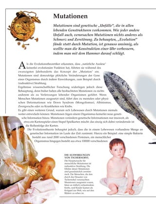 Als die Evolutionstheoretiker erkannten, dass „natürliche Auslese"
keinerlei evolutionäre Funktion hat, führten sie während des
zwanzigsten Jahrhunderts das Konzept der „Mutation" ein.
Mutationen sind demzufolge plötzliche Veränderungen der Gene
eines Organismus durch äußere Einwirkungen, zum Beispiel durch
(radioaktive) Strahlung.
Ergebnisse wissenschaftlicher Forschung widerlegen jedoch diese
Behauptung, denn bisher haben alle beobachteten Mutationen zu nichts
anderem als zu Verletzungen lebender Organismen geführt. Wenn
Menschen Mutationen ausgesetzt sind, führt dies zu mentalen oder physi-
schen Deformationen wie Down Syndrom (Mongolismus), Albinismus,
Zwergwuchs oder zu Krankheiten wie Krebs.
Es gibt einen weiteren Grund, warum sich Lebewesen durch Mutationen niemals
weiter entwickeln können: Mutationen fügen einem Organismus keinerlei neue geneti-
sche Information hinzu. Mutationen verändern genetische Informationen nur insoweit, als
etwa ein Kartenspieler einen Stapel Spielkarten mischt: das einzig sich dabei verändernde ist
die Reihenfolge der Karten.
Die Evolutionstheorie behauptet jedoch, dass die in einem Lebewesen vorhandene Menge an
genetischer Information im Laufe der Zeit zunimmt. Hierzu ein Beispiel: eine simple Bakterie
besteht aus rund 2000 verschiedenen Proteinen, ein menschlicher
Organismus hingegen besteht aus etwa 100000 verschiedenen
Mutationen
Mutationen sind genetische „Unfälle", die in allen
lebenden Genstrukturen vorkommen. Wie jeder andere
Unfall auch, verursachen Mutationen nichts anderes als
Schmerz und Zerstörung. Zu behaupten, „Evolution"
fände statt durch Mutation, ist genauso unsinnig, als
wollte man die Konstruktion einer Uhr verbessern,
indem man mit dem Hammer darauf schlägt.
DIE AUSWIRKUNGEN
VON TSCHERNOBYL
Die Hauptursache für
menschliche Mutationen ist
radioaktive Strahlung. Die
Effekte dieser Mutationen
sind grundsätzlich zerstöre-
risch. Die Menschen, die den
durch das Desaster von
Tschernobyl verursachten
Mutationen ausgesetzt waren,
litten an tödlich verlaufendem
Krebs, und Kinder kamen als
Krüppel zur Welt, wie auf den
Bildern zu sehen ist.
 