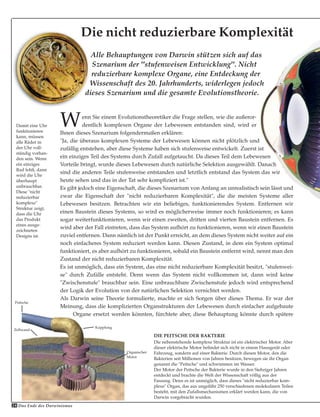 24 Das Ende des Darwinismus
Wenn Sie einem Evolutionstheoretiker die Frage stellen, wie die außeror-
dentlich komplexen Organe der Lebewesen entstanden sind, wird er
Ihnen dieses Szenarium folgendermaßen erklären:
"Ja, die überaus komplexen Systeme der Lebewesen können nicht plötzlich und
zufällig entstehen, aber diese Systeme haben sich stufenweise entwickelt. Zuerst ist
ein einziges Teil des Systems durch Zufall aufgetaucht. Da dieses Teil dem Lebewesen
Vorteile bringt, wurde dieses Lebewesen durch natürliche Selektion ausgewählt. Danach
sind die anderen Teile stufenweise entstanden und letztlich entstand das System das wir
heute sehen und das in der Tat sehr kompliziert ist."
Es gibt jedoch eine Eigenschaft, die dieses Szenarium von Anfang an unrealistisch sein lässt und
zwar die Eigenschaft der "nicht reduzierbaren Komplexität", die die meisten Systeme aller
Lebewesen besitzen. Betrachten wir ein beliebiges, funktionierendes System. Entfernen wir
einen Baustein dieses Systems, so wird es möglicherweise immer noch funktionieren; es kann
sogar weiterfunktionieren, wenn wir einen zweiten, dritten und vierten Baustein entfernen. Es
wird aber der Fall eintreten, dass das System aufhört zu funktionieren, wenn wir einen Baustein
zuviel entfernen. Dann nämlich ist der Punkt erreicht, an dem dieses System nicht weiter auf ein
noch einfacheres System reduziert werden kann. Diesen Zustand, in dem ein System optimal
funktioniert, es aber aufhört zu funktionieren, sobald ein Baustein entfernt wird, nennt man den
Zustand der nicht reduzierbaren Komplexität.
Es ist unmöglich, dass ein System, das eine nicht reduzierbare Komplexität besitzt, "stufenwei-
se" durch Zufälle entsteht. Denn wenn das System nicht vollkommen ist, dann wird keine
"Zwischenstufe" brauchbar sein. Eine unbrauchbare Zwischenstufe jedoch wird entsprechend
der Logik der Evolution von der natürlichen Selektion vernichtet werden.
Als Darwin seine Theorie formulierte, machte er sich Sorgen über dieses Thema. Er war der
Meinung, dass die komplizierten Organstrukturen der Lebewesen durch einfacher aufgebaute
Organe ersetzt werden könnten, fürchtete aber, diese Behauptung könnte durch spätere
Damit eine Uhr
funktionieren
kann, müssen
alle Räder in
der Uhr voll-
ständig vorhan-
den sein. Wenn
ein einziges
Rad fehlt, dann
wird die Uhr
überhaupt
unbrauchbar.
Diese "nicht
reduzierbar
komplexe"
Struktur zeigt,
dass die Uhr
das Produkt
eines ausge-
zeichneten
Designs ist.
DIE PEITSCHE DER BAKTERIE
Die nebenstehende komplexe Struktur ist ein elektrischer Motor. Aber
dieser elektrische Motor befindet sich nicht in einem Hausgerät oder
Fahrzeug, sondern auf einer Bakterie. Durch diesen Motor, den die
Bakterien seit Millionen von Jahren besitzen, bewegen sie ihr Organ
genannt die "Peitsche" und schwimmen im Wasser.
Der Motor der Peitsche der Bakterie wurde in den Siebziger Jahren
entdeckt und brachte die Welt der Wissenschaft völlig aus der
Fassung. Denn es ist unmöglich, dass dieses "nicht reduzierbar kom-
plexe" Organ, das aus ungefähr 250 verschiedenen molekularen Teilen
besteht, mit den Zufallsmechanismen erklärt werden kann, die von
Darwin vorgebracht wurden.
Peitsche
Kupplung
Zellwand
Organischer
Motor
Alle Behauptungen von Darwin stützen sich auf das
Szenarium der "stufenweisen Entwicklung". Nicht
reduzierbare komplexe Organe, eine Entdeckung der
Wissenschaft des 20. Jahrhunderts, widerlegen jedoch
dieses Szenarium und die gesamte Evolutionstheorie.
Die nicht reduzierbare Komplexität
 