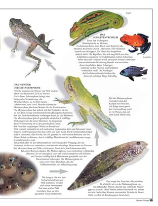 Harun Yahya 31
Reptil
DAS
SCHUPPENPROBLEM
Einer der wichtigsten
Widersprüche im fiktiven
Evolutionsschema vom Fisch zum Reptil ist die
Struktur der Häute dieser Lebewesen. Die Fischhaut
besteht aus Schuppen, die Haut der Amphibien
jedoch nicht. Die Reptilien, die sich angeblich aus den
Amphibien organisch entwickelt haben, haben Schuppen.
Wenn also wie vermutet wird, zwischen diesen Lebewesen
eine evolutionäre Beziehung besteht warum haben
dann Amphibien keine Schuppen,
während sie bei Fischen und Reptilien
vorhanden sind? Die Anhänger
der Evolutionstheorie bleiben die
Antwort auf diese Frage Schuldig.
Fisch
Amphibie
Die Jungen, die aus den
befruchteten Eiern zur
Welt kommen, werden
nach einer bestimmten
Zeit eine solche Zahl
erreichen, dass sie den
gesamten Teich überziehen.
Mit der Metamorphose
verändert sich der
Körper des Frosches.
Als Folge einer genia-
len Umwandlung wird
er ein Wesen, das auf
dem Land leben kann.
Das Junge des Frosches, das aus dem
Ei schlüpft, ist vor der Metamorphose ein
fischähnliches Wesen, das für das Leben im Wasser
geplant wurde. Diese Wesen atmen Sauerstoff ein, indem
sie wie Fische ihre Kiemen verwenden. Frösche in dieser
Stufe werden als Kaulquappen bezeichnet.
DAS WUNDER
DER METAMORPHOSE
Frösche kommen im Wasser zur Welt und sie
leben eine bestimmte Zeit im Wasser.
Nach dieser Lebensphase bringt eine
biologische Veränderung, die
Metamorphose, sie in ihren neuen
Lebensraum, aufs Land. Manche führen die
Metamorphose als einen Beweis für die Evolution an.
Die Metamorphose hat jedoch mit der Evolution nichts
zu tun. Der einzige existierende Entwicklungsmechanismus,
den die Evolutionstheorie vorbringen kann, ist die Mutation.
Die Metamorphose jedoch geschieht nicht durch zufällige
Wirkungen wie die einer Mutation. Im Gegenteil,
diese Veränderung ist in den genetischen Daten
des Frosches eingetragen. Wenn ein Frosch zur
Welt kommt, verändert er sich nach einer bestimmten Zeit und bekommt einen
Körper, perfekt geeignet für das Leben auf dem Land. Die Evolutionstheoretiker
jedoch vermuten, dass Fische, die die genetische Information besitzen, um im
Wasser leben zu können, durch zufällige Mutationen in Landlebewesen umge-
wandelt worden sind.
Tatsächlich aber ist die Metamorphose ein biologischer Vorgang, der die
Evolution nicht etwa unterstützt, sondern sie widerlegt. Denn wenn im Prozess
der Metamorphose ein Fehler vorkommt, dann stirbt das Lebewesen oder
bekommt Körperschäden. Die Metamorphose muss unbedingt vollständig
ablaufen. Es ist unmöglich, dass ein solch komplexer und fehlerlo-
ser Prozess zufällig durch Mutationen geschieht, wie der
Darwinismus behauptet. Die Metamorphose ist
eines von vielen Wundern, das die
Vollkommenheit der Schöpfung zeigt.
 