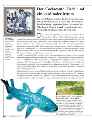 Bis vor 70 Jahren besaßen die Evolutionstheoreti-
ker ein Fischfossil, das sie als "den Vorfahren der
Landlebewesen" angesehen haben. Wissenschaft-
liche Entwicklungen widerlegten alle evolutioni-
stischen Behauptungen über diesen Fisch.
Der Coelacanth Fisch und
ein kardinaler Irrtum
Die Evolutionisten glaubten, dass solch ein Geschöpf tatsäch-
lich existierte. Dieser Fisch, Coelacanth genannt, dessen
Alter auf 410 Millionen Jahre veranschlagt wurde, wurde als eine Übergangsform mit einer pri-
mitiven Lunge, einem entwickelten Gehirn, einem Verdauungs- und Kreislaufsystem das bereits
funktionsfähig für das Leben auf trockenem Land war, und selbst einem primitiven
Gangmechanismus dargestellt. Diese anatomischen Interpretationen wurden anerkannt, und
galten bis zum Ende der 30er Jahre als unbestreitbare Wahrheit in wissenschaftlichen Kreisen.
Die Coelacanth wurde als eine wirkliche Übergangsform vorgestellt, durch die der evolutive
Übertritt vom Wasser aufs Festland bewiesen war.
Am 22. Dezember 1938 jedoch wurde ein sehr interessanter Fund im Indischen Ozean gemacht.
Der Komoren-Quastenflosser, ein lebendes Mitglied der Coelacanth Familie, welche vordem als
eine vor 70 Millionen Jahren ausgestorbene Übergangsform dargestellt worden war, wurde
gefangen! Die Entdeckung eines "lebendigen" Prototyps der Coelacanth versetzte den
Evolutionisten zweifellos einen gewaltigen Schock. Der evolutionistische Paläontologe J. L. B.
Smith sagte, er hätte kaum mehr überrascht sein können, wäre ihm ein lebendiger Dinosaurier
über den Weg gelaufen.28
In den folgenden Jahren wurden 200 Quastenflosser an verschiedenen Orten der Welt gefangen.
Lebendige Coelacanthen zeigten, wie weit die Evolutionisten gehen konnten in der Errichtung
ihrer phantasievollen Szenarien. Im Gegensatz zu den vorher gemachten Behauptungen hatten
die Quastenflosser weder eine primitive Lunge noch ein großes Gehirn. Das Organ das die evo-
DAS ENDE
DES MYTHOS
Der Coelacanth
lebt! Die
Gruppe, die am
22 Dezember
1938 im
Indischen Ozean
das erste
Exemplar des
Coelacanth
Fisches gefun-
den hat, hat ihn
fotografiert.
PHANTASIEVOLLE ILLUSTRATIONEN
UND DER WAHRE COELACANTH
Bis ein lebendes Exemplar gefunden wurde,
wurde der Coelacanth Fisch von den Evolutions-
anhängern als "der Vorfahr aller Landlebewe-
sen" angesehen. Die dem obigen Bild glei-
chenden biologischen Konstruktionen wur-
den als eine wissenschaftliche Tatsache hin-
gestellt und sie verschönerten die Schul-
bücher. Als aber ein lebendes Exemplar des
Fisches gefunden wurde, fielen alle evolutioni-
stischen Kommentare ins Wasser.
32 Das Ende des Darwinismus
 