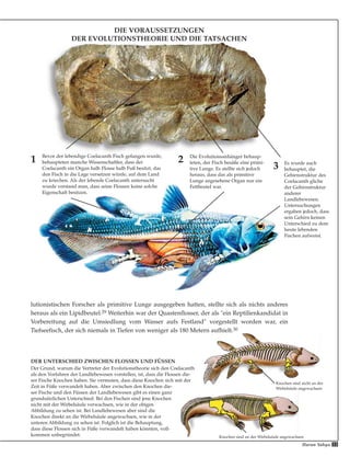 33
Die Evolutionsanhänger behaup-
teten, der Fisch besäße eine primi-
tive Lunge. Es stellte sich jedoch
heraus, dass das als primitive
Lunge angesehene Organ nur ein
Fettbeutel war.
Es wurde auch
behauptet, die
Gehirnstruktur des
Coelacanth gliche
der Gehirnstruktur
anderer
Landlebewesen.
Untersuchungen
ergaben jedoch, dass
sein Gehirn keinen
Unterschied zu dem
heute lebenden
Fischen aufweist.
Bevor der lebendige Coelacanth Fisch gefangen wurde,
behaupteten manche Wissenschaftler, dass der
Coelacanth ein Organ halb Flosse halb Fuß besitzt, das
den Fisch in die Lage versetzen würde, auf dem Land
zu kriechen. Als der lebende Coelacanth untersucht
wurde verstand man, dass seine Flossen keine solche
Eigenschaft besitzen.
DER UNTERSCHIED ZWISCHEN FLOSSEN UND FÜSSEN
Der Grund, warum die Vertreter der Evolutionstheorie sich den Coelacanth
als den Vorfahren der Landlebewesen vorstellen, ist, dass die Flossen die-
ser Fische Knochen haben. Sie vermuten, dass diese Knochen sich mit der
Zeit in Füße verwandelt haben. Aber zwischen den Knochen die-
ser Fische und den Füssen der Landlebewesen gibt es einen ganz
grundsätzlichen Unterschied: Bei den Fischen sind jene Knochen
nicht mit der Wirbelsäule verwachsen, wie in der obigen
Abbildung zu sehen ist. Bei Landlebewesen aber sind die
Knochen direkt an die Wirbelsäule angewachsen, wie in der
unteren Abbildung zu sehen ist. Folglich ist die Behauptung,
dass diese Flossen sich in Füße verwandelt haben könnten, voll-
kommen unbegründet.
lutionistischen Forscher als primitive Lunge ausgegeben hatten, stellte sich als nichts anderes
heraus als ein Lipidbeutel.29 Weiterhin war der Quastenflosser, der als "ein Reptilienkandidat in
Vorbereitung auf die Umsiedlung vom Wasser aufs Festland" vorgestellt worden war, ein
Tiefseefisch, der sich niemals in Tiefen von weniger als 180 Metern aufhielt.30
Harun Yahya
DIE VORAUSSETZUNGEN
DER EVOLUTIONSTHEORIE UND DIE TATSACHEN
1 2
3
Knochen sind nicht an der
Wirbelsäule angewachsen
Knochen sind an der Wirbelsäule angewachsen
 